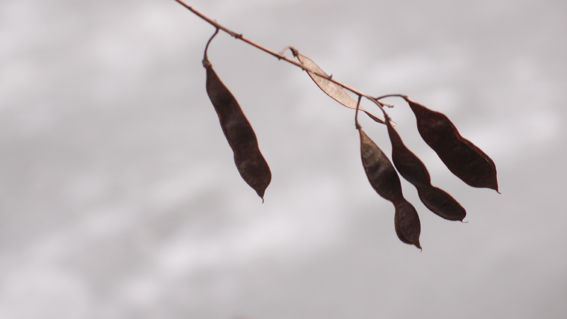 2021-03-10 Hanno Leichtmann - 1996 Monolith (rauschpartikel Remix 1 - 3)